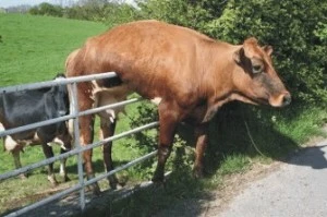 Cow over Fence